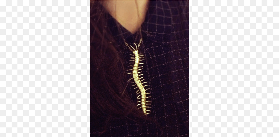 Tyramin Centipede Necklace, Animal, Insect, Invertebrate, Adult Free Png Download