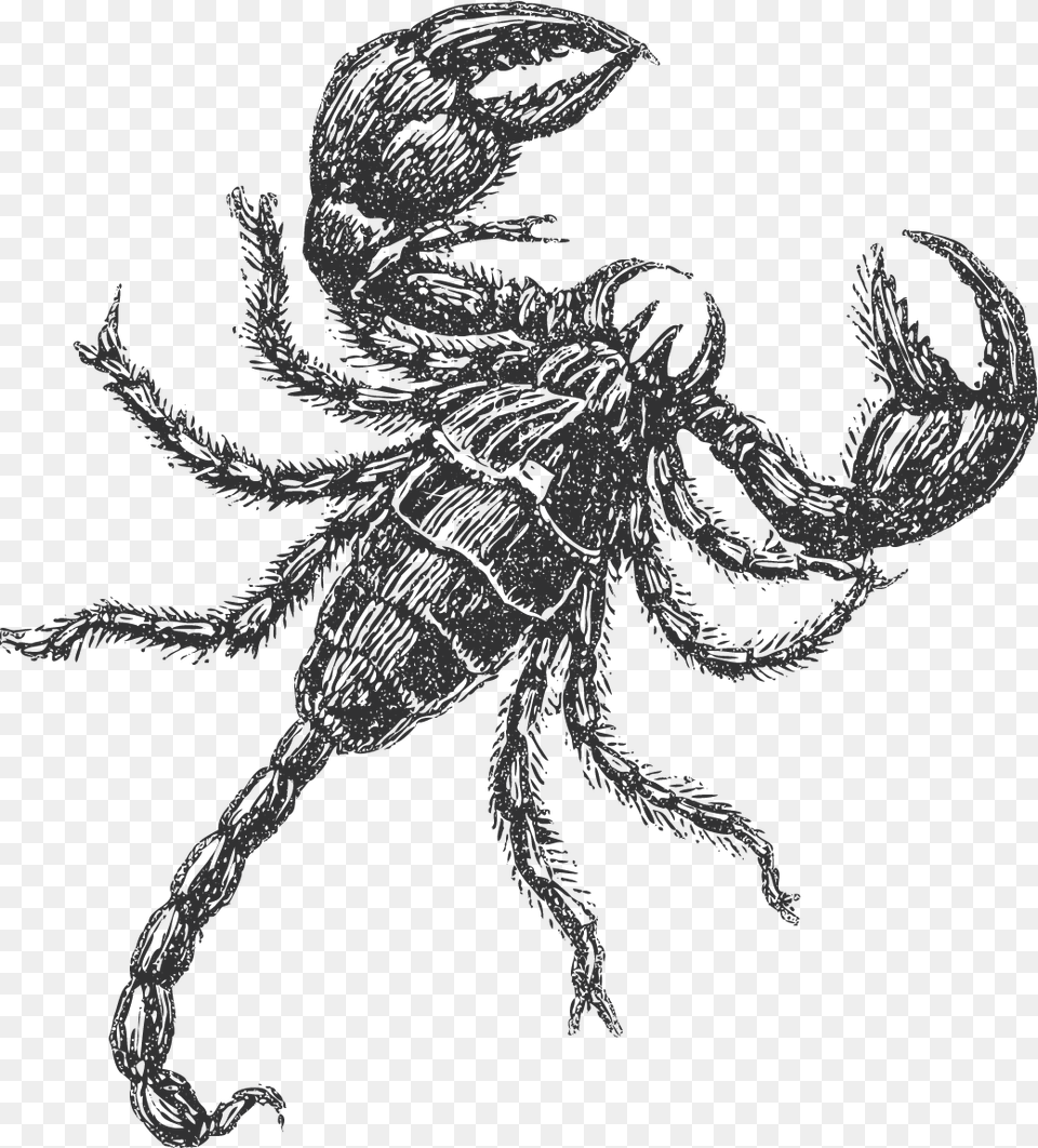 Tyrannies Drawing Of A Scorpion, Animal, Canine, Dog, Mammal Free Png Download