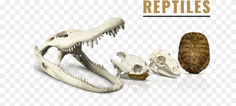 Tyrannosaurus, Animal, Reptile, Sea Life, Turtle Free Png Download