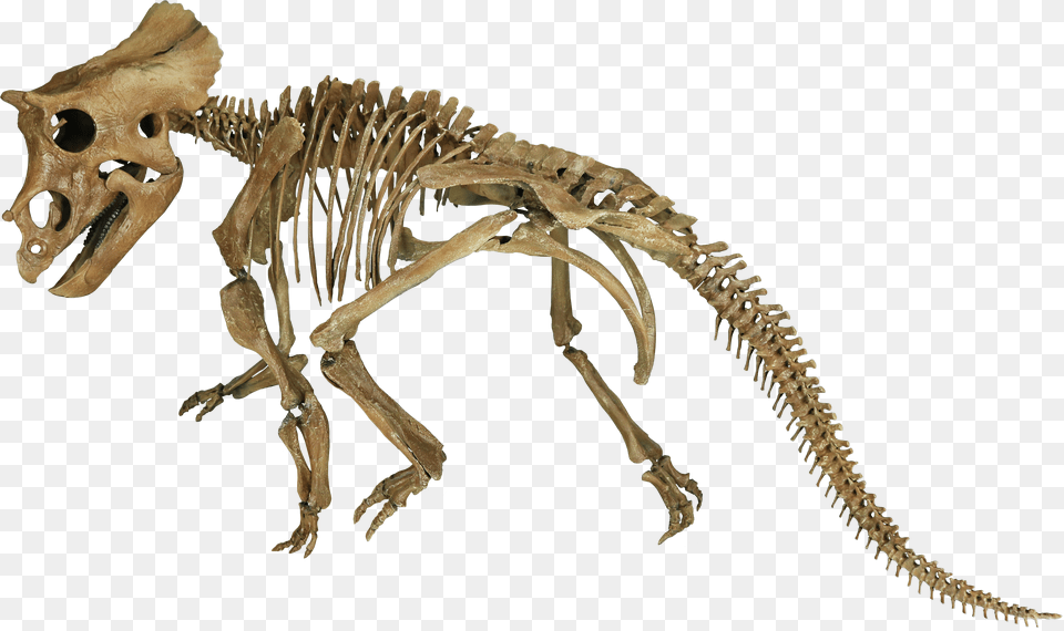 Tyrannosaurus Free Transparent Png