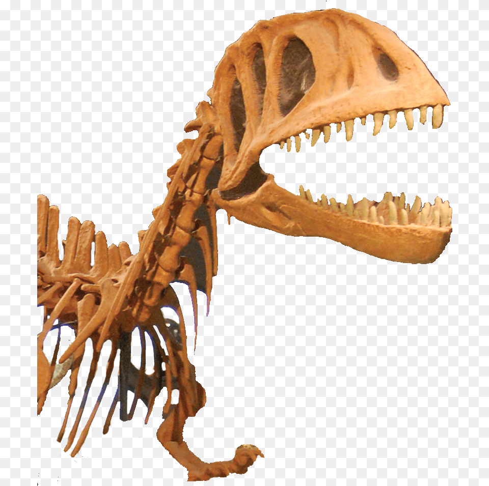 Tyrannosaurus, Animal, Dinosaur, Reptile, T-rex Free Transparent Png