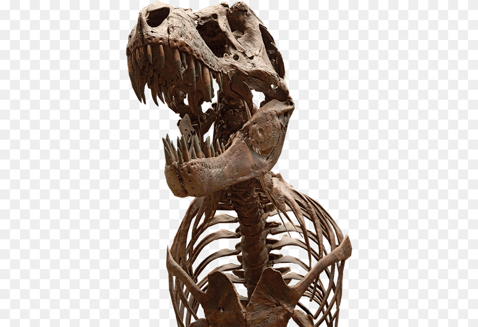 Tyrannosaurus, Animal, Dinosaur, Reptile Free Png