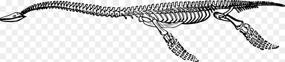 Tyrannosaurus Dinosaur Plesiosauria Skeleton Plesiosaurus Plesiosaurus Skeleton, Gray Free Png