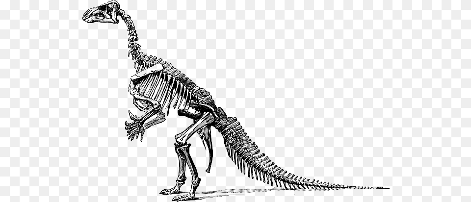 Tyrannosaurus Fossil Skeleton, Animal, Dinosaur, Reptile, T-rex Png Image