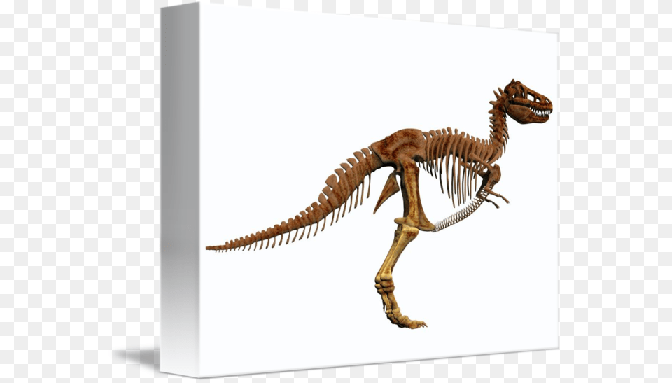 Tyrannosaurus Rex Dinosaur Skeleton, Animal, Reptile, T-rex Png Image