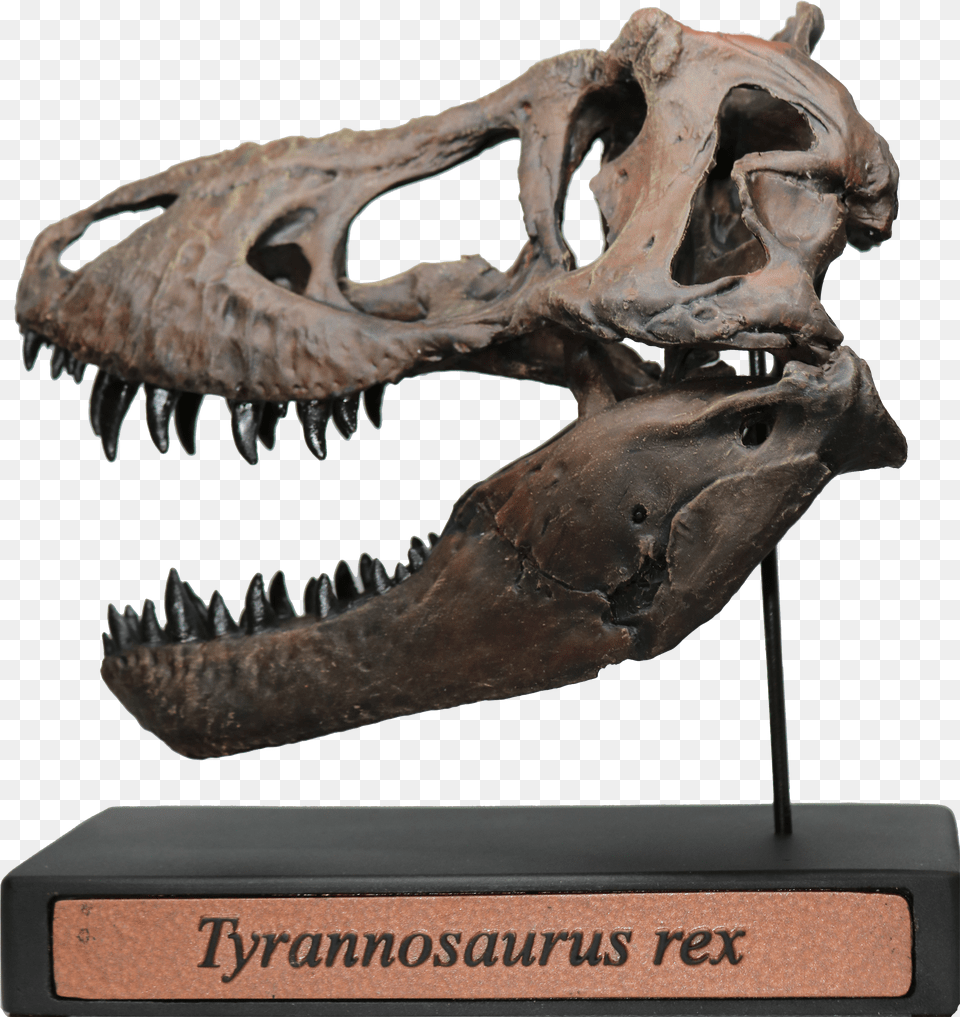 Tyrannosaurus Rex Scale Skull Replica Deeptime Fossils Tufts Love Rex Skull Replica Png Image