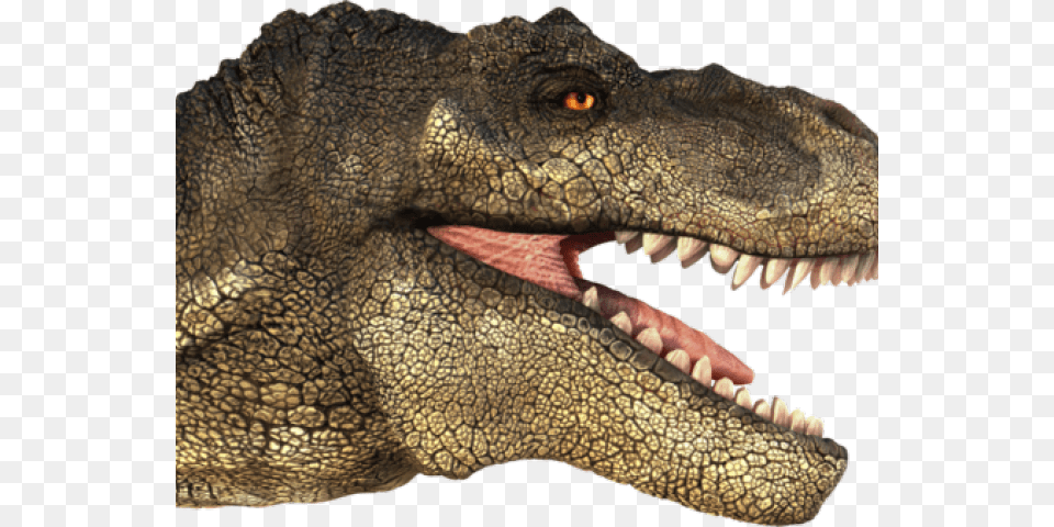 Tyrannosaurus Rex T Rex Head, Animal, Dinosaur, Reptile, T-rex Free Transparent Png