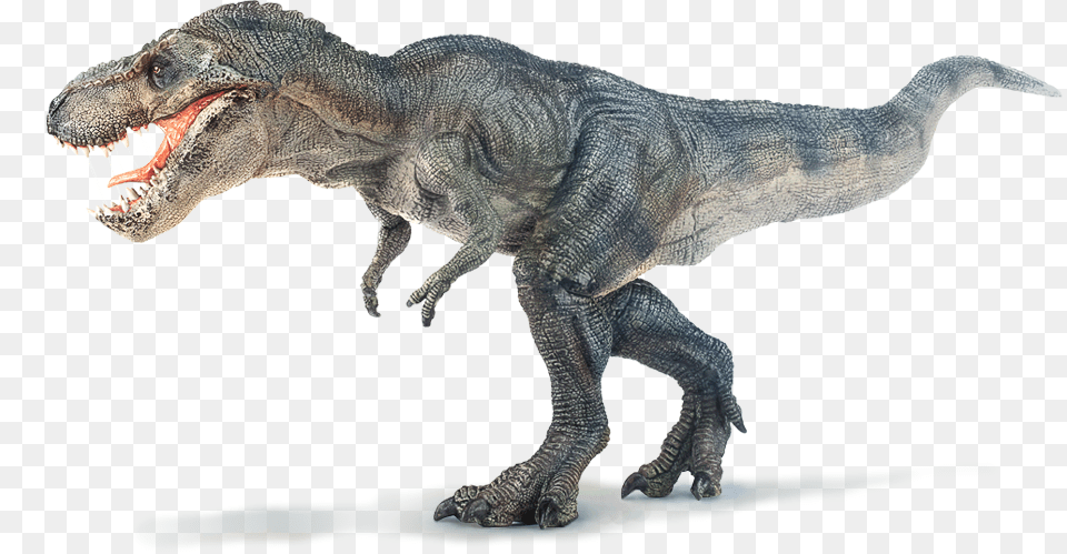 Tyrannosaurus T Rex, Animal, Dinosaur, Reptile, T-rex Free Png