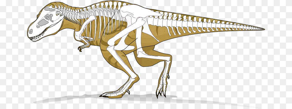 Tyranosaurus Rex Dinosaur Skeleton X Ray, Animal, Reptile, T-rex Free Png Download