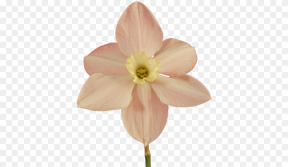 U Narcissus, Daffodil, Flower, Plant Free Png Download