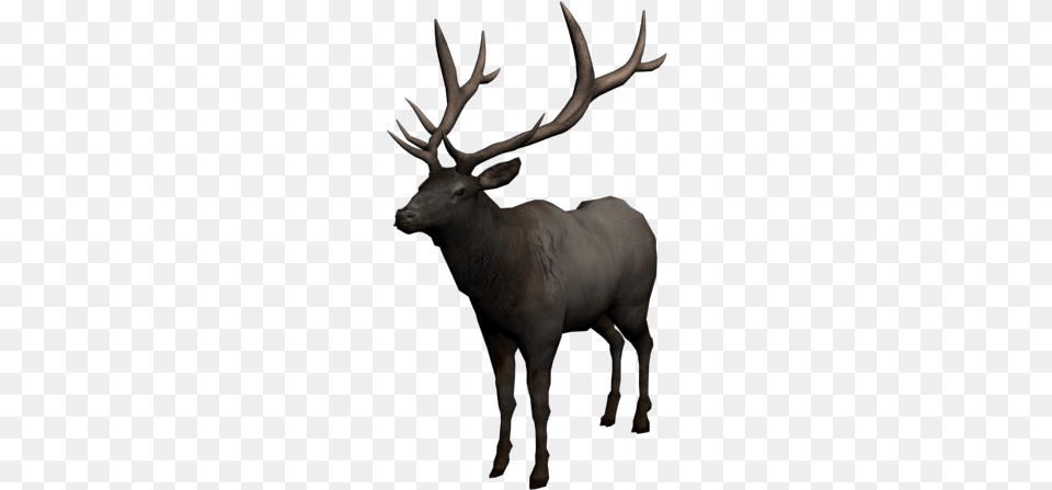 Uatapi Dead Elk, Animal, Deer, Mammal, Wildlife Free Transparent Png