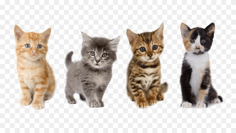 Uber Kittens, Animal, Cat, Kitten, Mammal Free Png Download