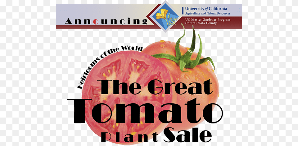 Uc Master Gardener Great Tomato Plant Sale April 8 Mstar Semiconductor, Food, Produce, Vegetable, Ketchup Free Png