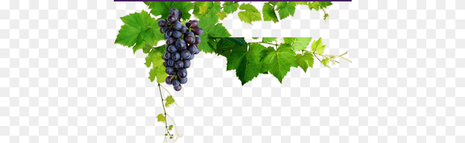 Uco De Uva Melina Seedless Fruit, Food, Grapes, Plant, Produce Free Transparent Png
