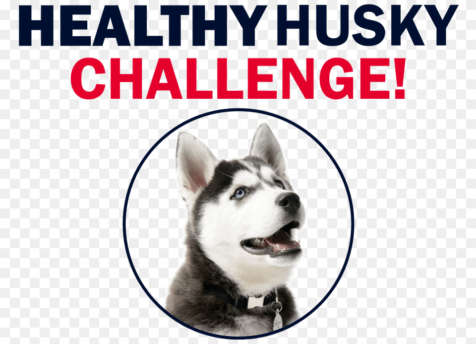 Uconn Student Health On Twitter Pick Up The Healthy Husky, Animal, Canine, Dog, Mammal Free Png