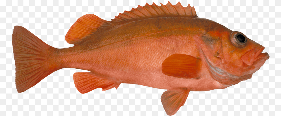 Uer Sjomatadet Eiliv Leren Norway Redfish, Animal, Fish, Sea Life Free Png