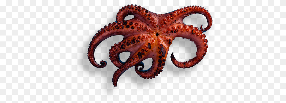 Ufficio Polpo Alla Grigla Octopus Transparent Kitchen Octopus, Animal, Sea Life, Invertebrate, Reptile Free Png Download