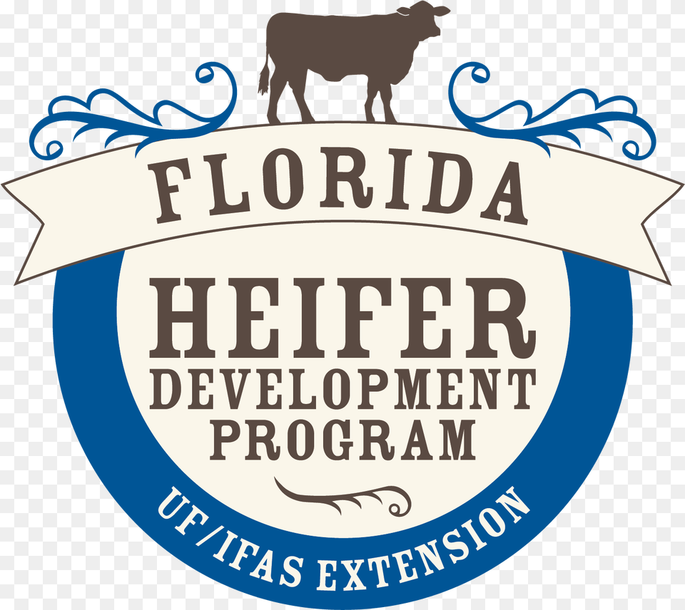 Ufifas Offers Heifer Development Program For Cattle Law Unto Itself How The Ontario Municipal Board Has, Angus, Animal, Bull, Livestock Free Png Download