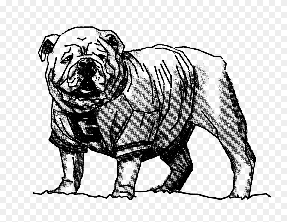 Uga Bulldog Uga Bulldog Images, Gray Free Png