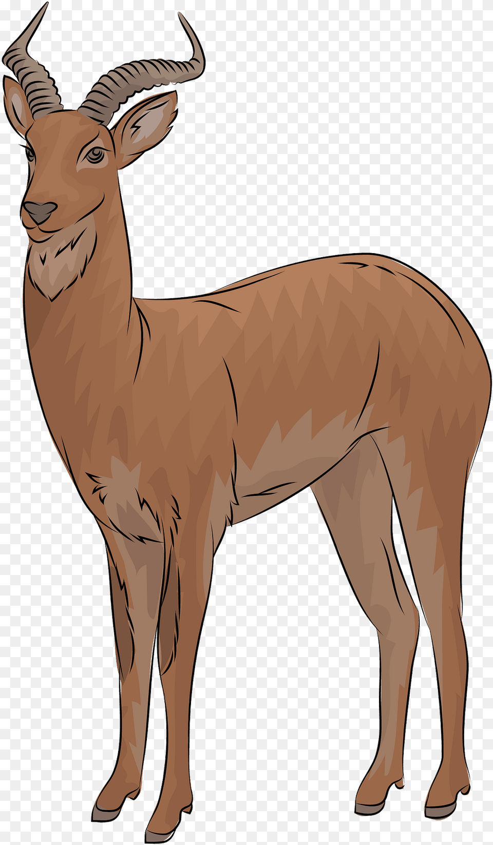 Uganda Kob Antelope Clipart Animal Figure, Wildlife, Mammal, Impala, Adult Free Png Download