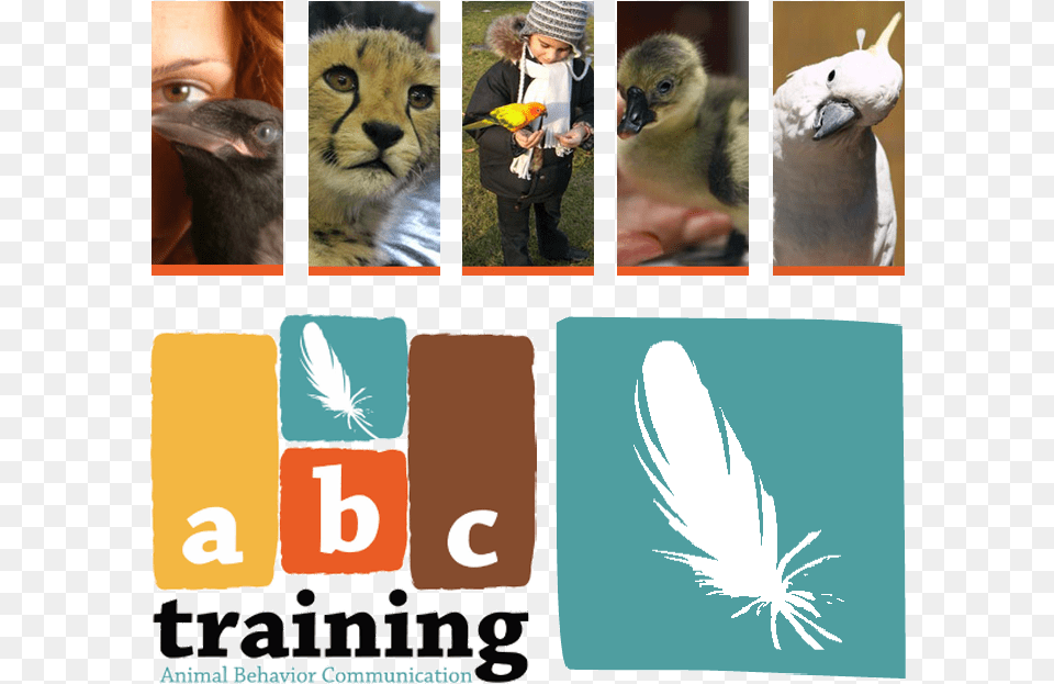 Ugg Austrailia Cat, Animal, Beak, Bird, Person Free Png