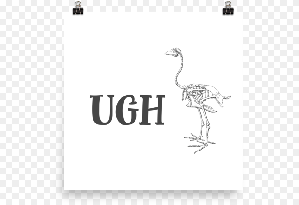 Ugh Postersrcset Data Poster, Animal, Bird, Ostrich Png Image