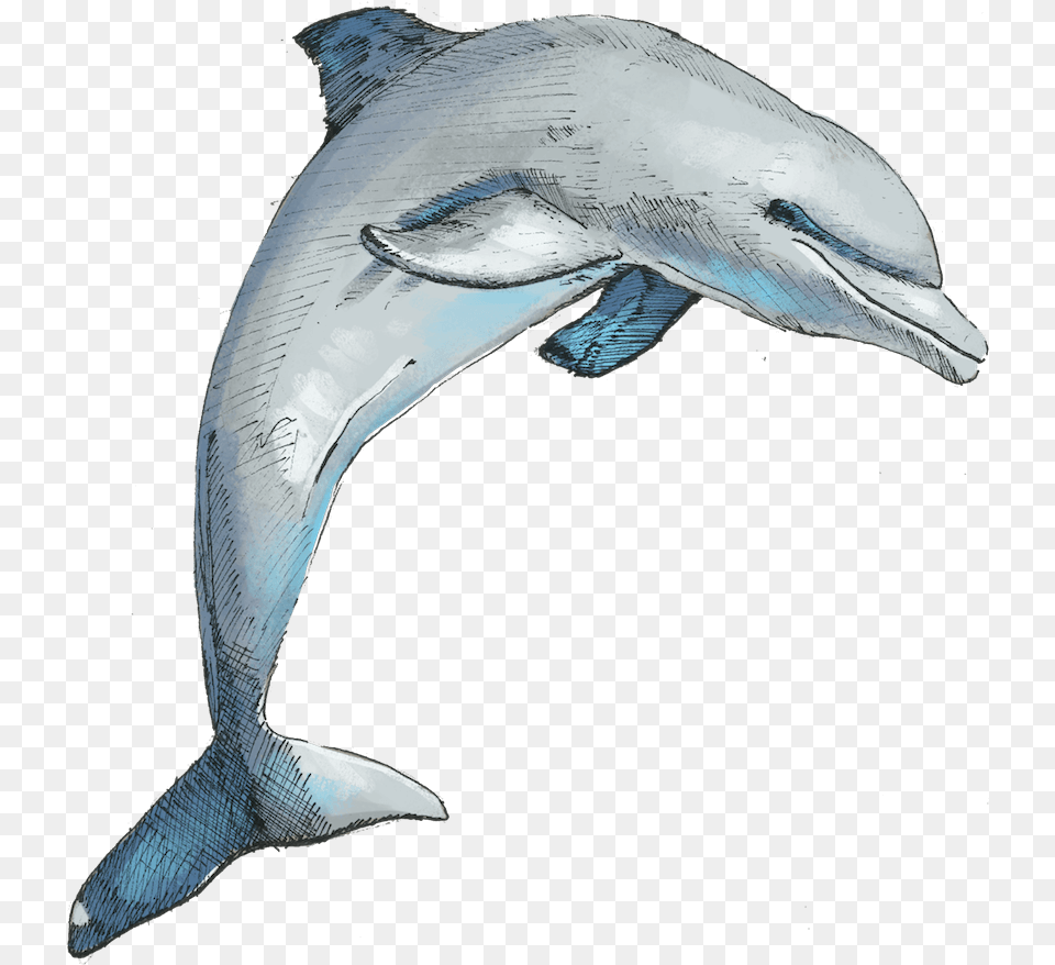 Uk Safari Safari, Animal, Dolphin, Mammal, Sea Life Png