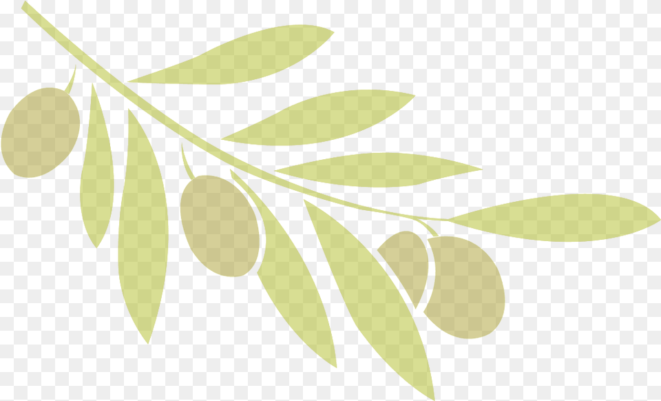 Ulivo, Plant, Leaf, Herbs, Herbal Free Png
