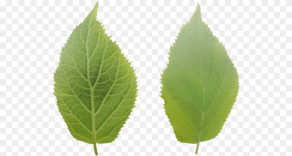 Ulmus Alata, Leaf, Plant, Herbal, Herbs Png