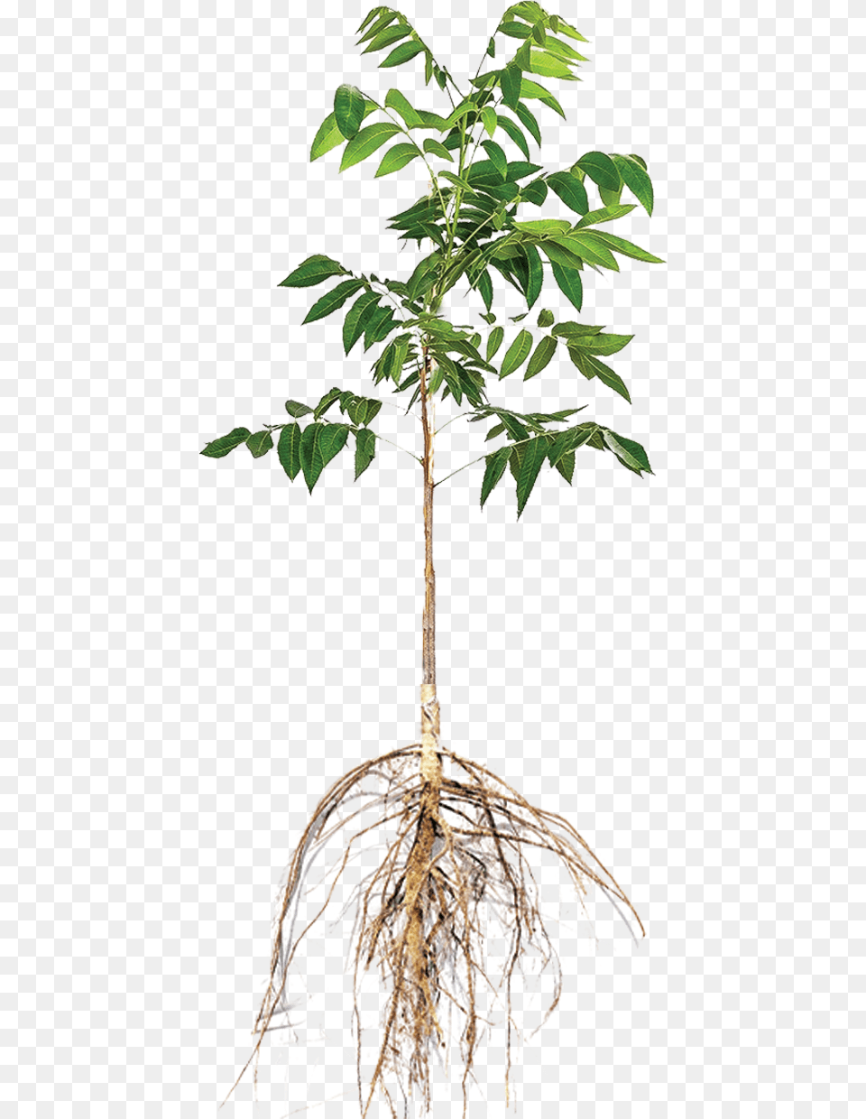 Ulmus Alata, Plant, Root, Tree Free Transparent Png