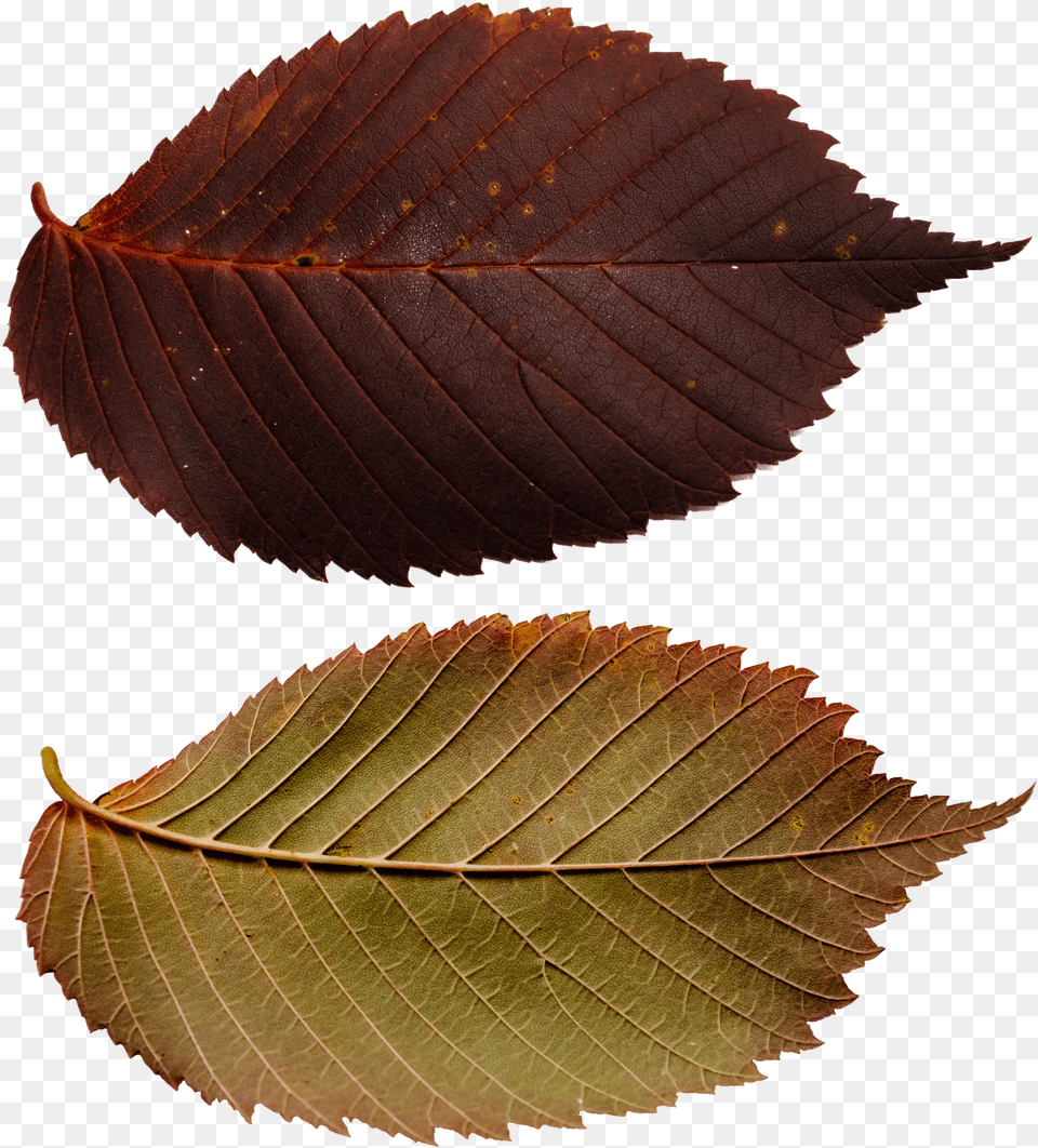 Ulmus Alata, Leaf, Plant, Tree Free Png Download