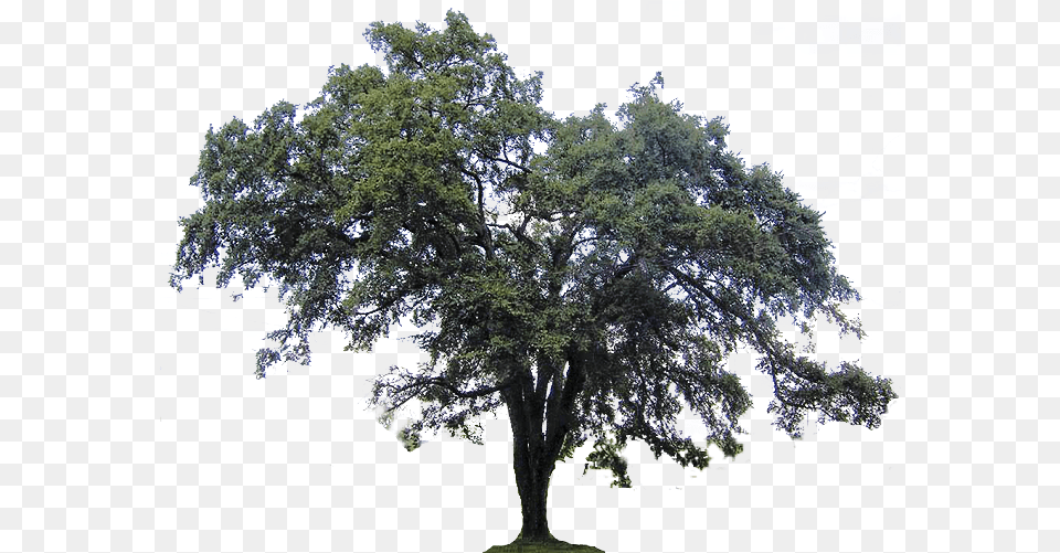 Ulmus Americana Southern Live Oak Tree Live Oak Tree, Plant, Sycamore, Tree Trunk, Potted Plant Free Png Download