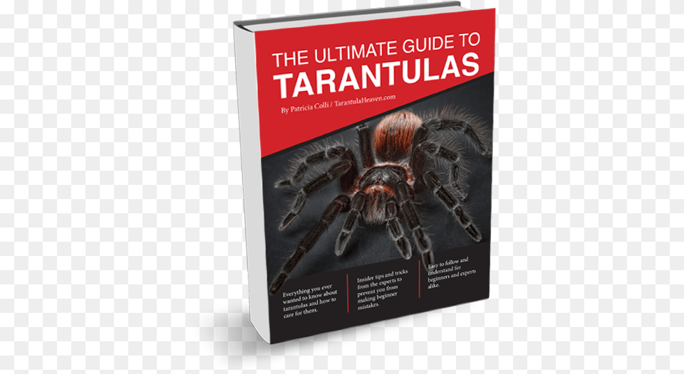 Ultimate Guide To Tarantulas, Animal, Invertebrate, Spider, Insect Free Png Download