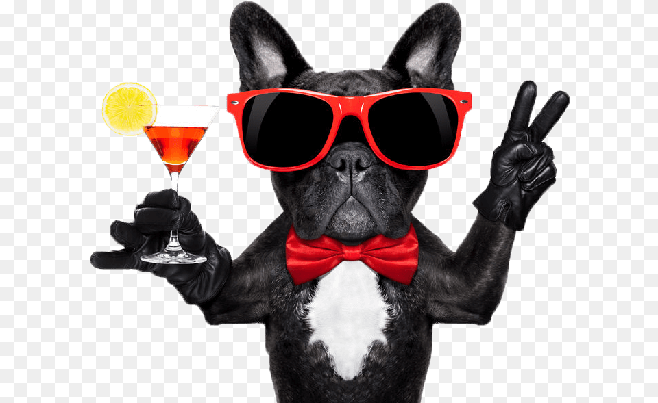 Ultimate Happy Hour French Bulldog Party, Clothing, Glove, Accessories, Person Free Transparent Png