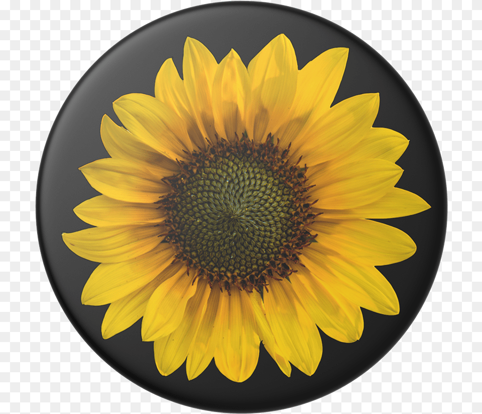 Ultra Hd 4k Sunflower, Flower, Plant, Plate Free Png Download