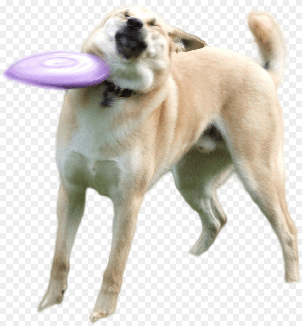 Ultra Heck Dog Hit By A Frisbee, Animal, Canine, Mammal, Pet Free Png Download