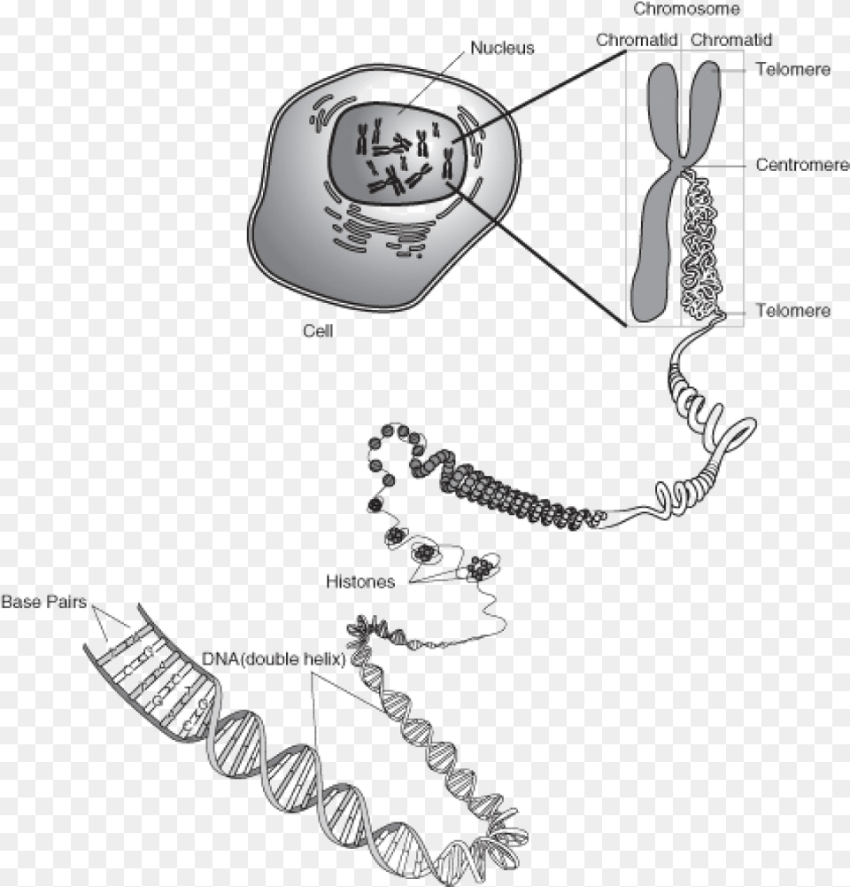 Ultra Structure Of Chromosome, Electronics, Hardware, Computer Hardware, Smoke Pipe Png