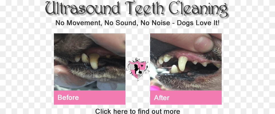 Ultrasound Dog Teeth Cleaning Fang, Body Part, Mouth, Person, Animal Free Png Download