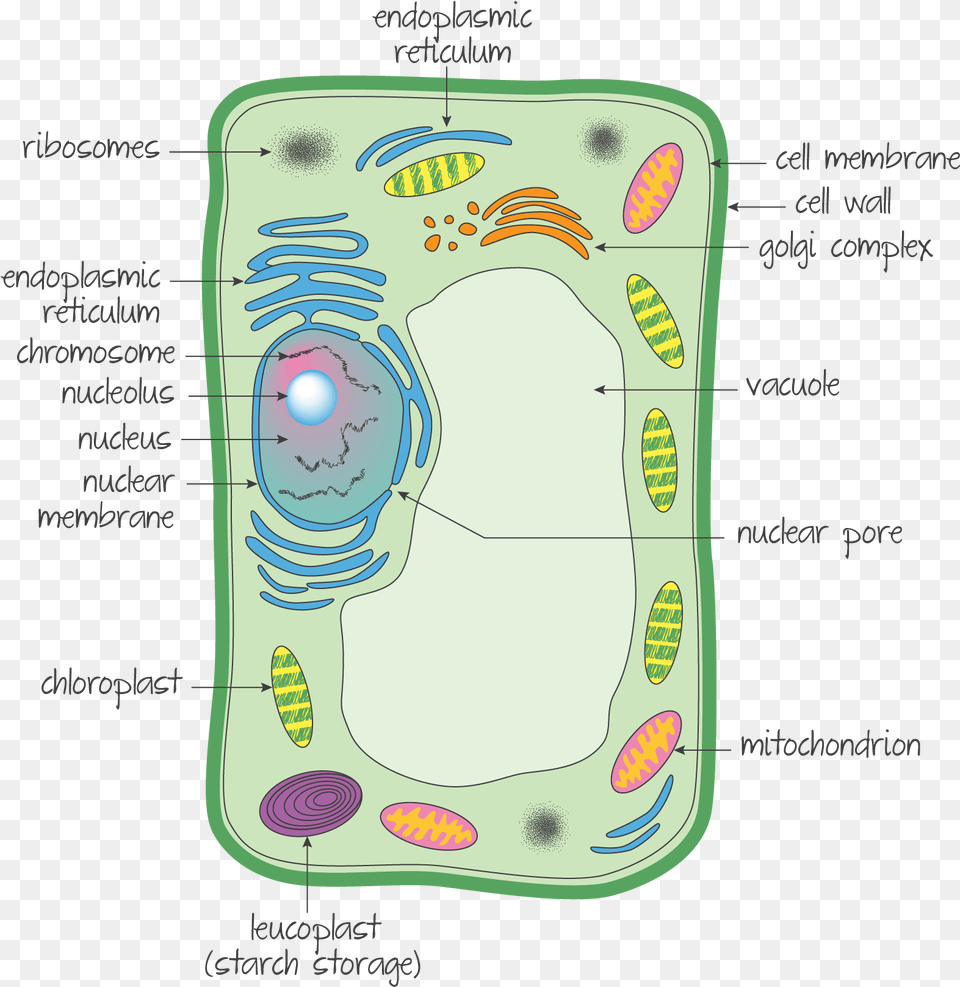 Ultrastructure Of A Eukaryotic Cell A Plant Cell, Diaper Png