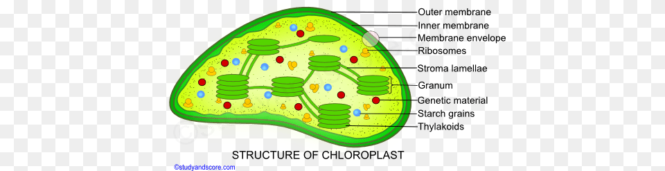 Ultrastructure Of Chloroplast Envelop Stroma Granum Genetic Material In Chloroplast, Birthday Cake, Plan, Food, Diagram Free Png Download