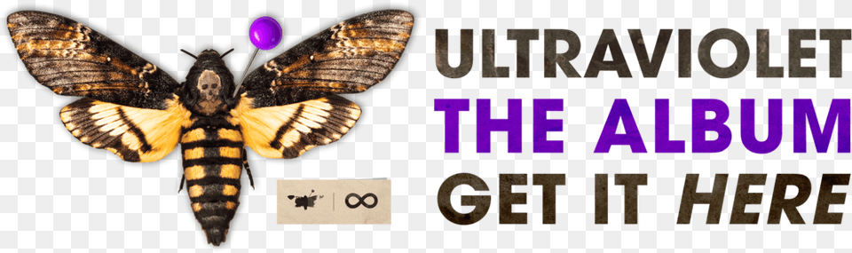 Ultraviolet Cover Website Banner Fg8 8b Acherontia Atropos, Animal, Insect, Invertebrate, Butterfly Free Transparent Png