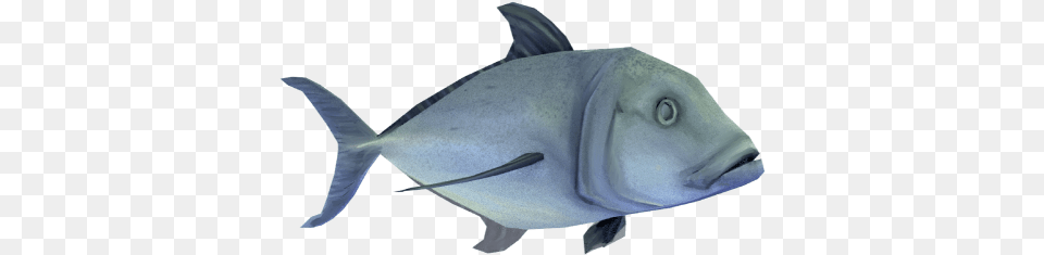 Ulua Fish Background Dead Fish, Animal, Sea Life, Tuna, Shark Free Png Download