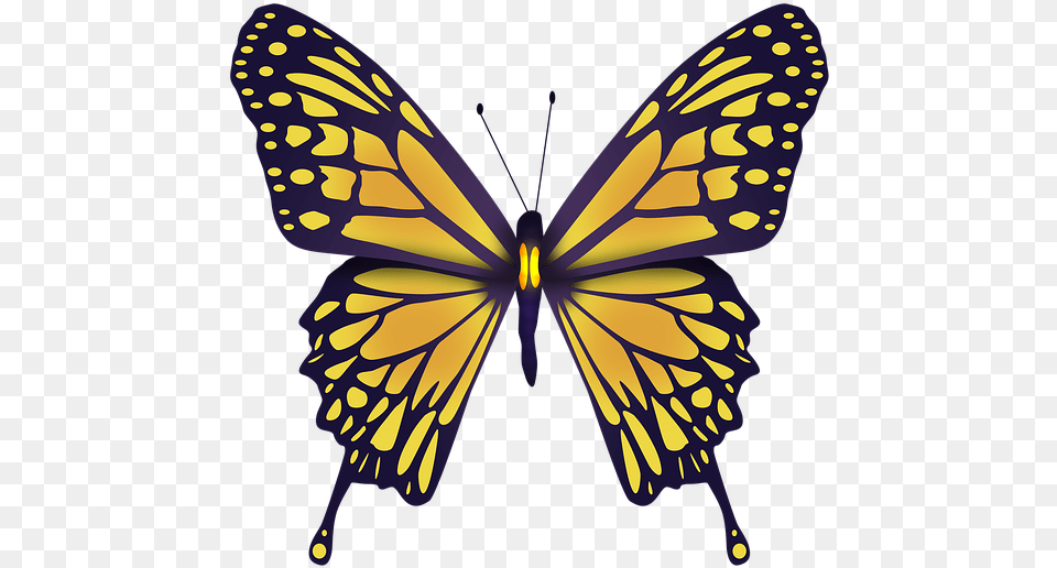 Ulysses Butterfly, Animal, Insect, Invertebrate, Appliance Png