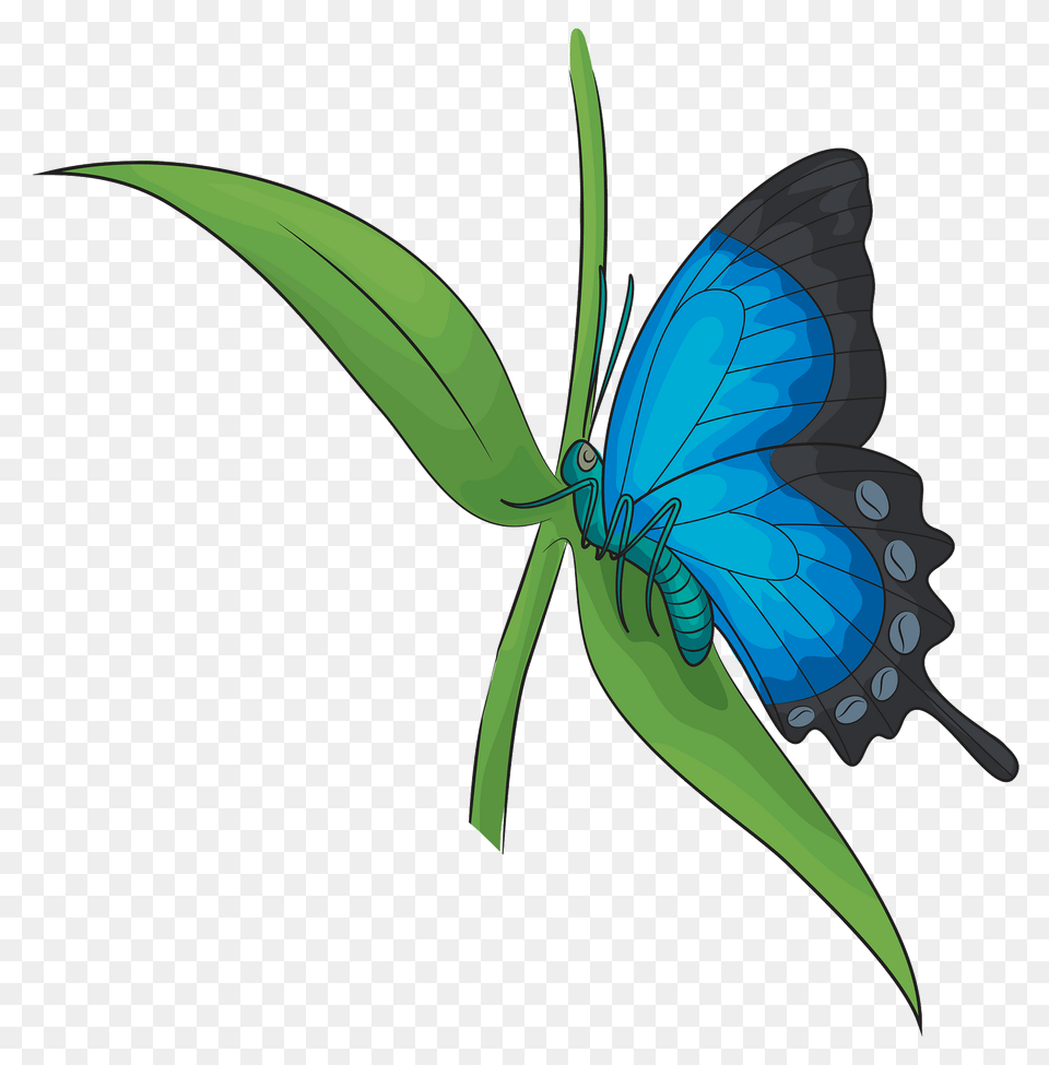 Ulysses Butterfly Clipart, Animal, Insect, Invertebrate Free Png