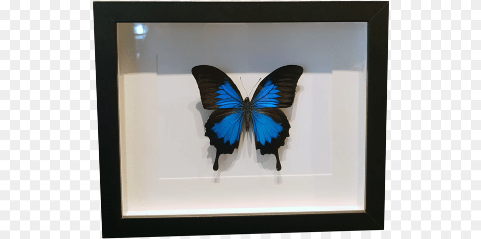 Ulysses Swallowtail Butterfly In Large Frame Picture Frame, Photo Frame Free Png Download