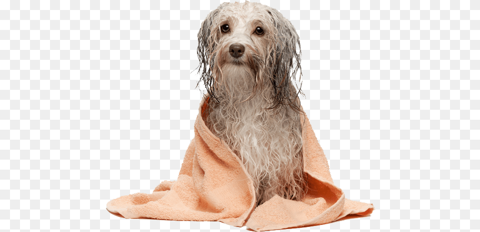 Uma Perro Recien, Adult, Female, Person, Woman Png Image