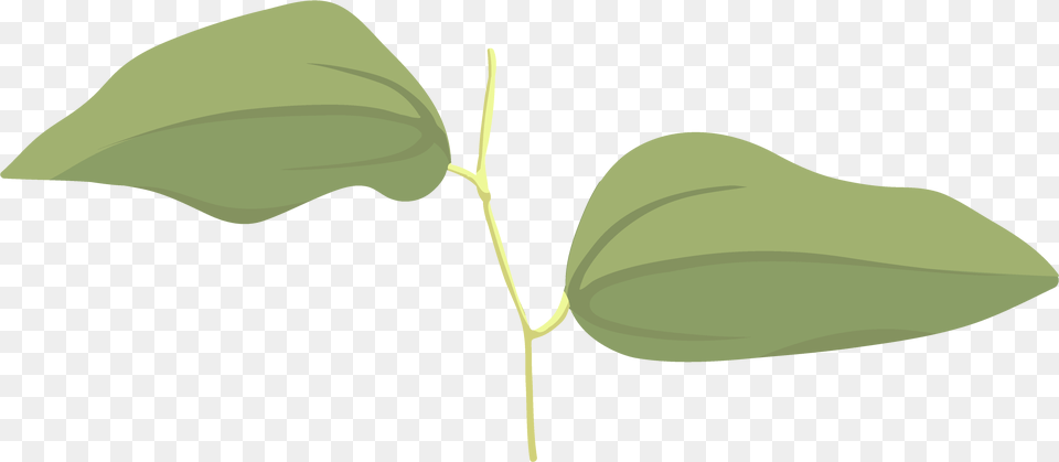 Umbrella, Leaf, Plant, Vine, Annonaceae Free Png