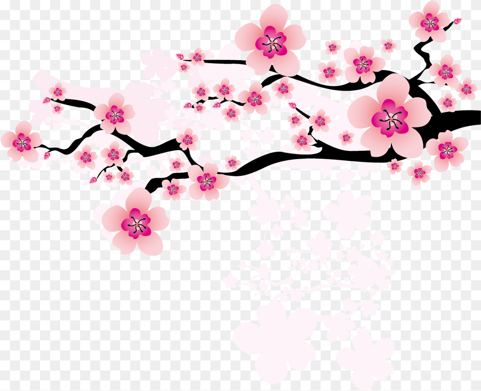Ume Blossom Clipart Apricot Japanese Cherry Sakura Flower, Plant, Cherry Blossom Free Png