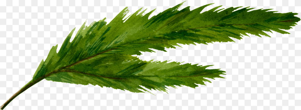 Un Green Split Leaf Transparente Cannabis, Herbs, Plant, Tree, Grass Free Png Download