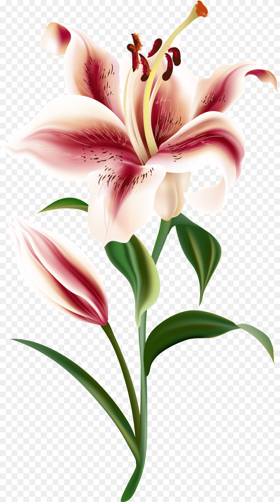 Un Transparente Ornamental Para Un Corazon Rojo Vector Lily Flower Shutterstock, Plant, Anther, Petal, Person Free Transparent Png